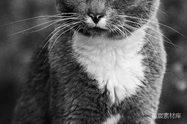 高清摄影 一只长着白胡子的猫