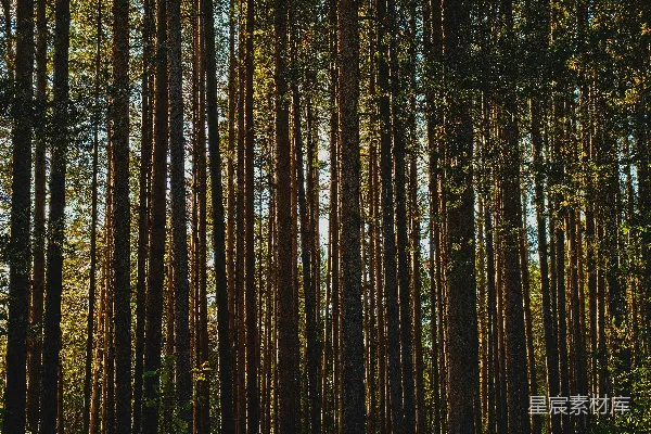 满是高大树木的森林