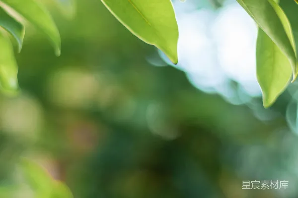 倾斜光圈镜头下的绿叶