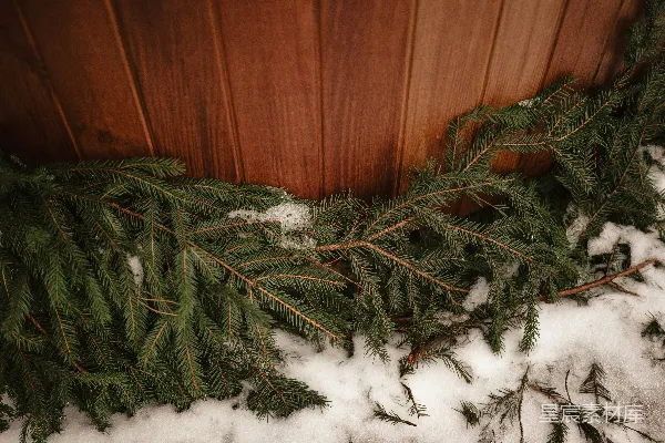 树上的一处特写镜头中的雪