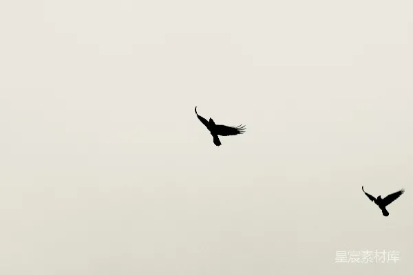 高清摄影 天空中有几只鸟在飞翔。