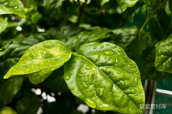 一个植物的特写镜头