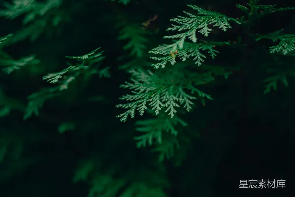 一些松树的特写镜头