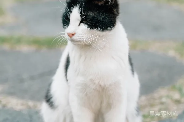 高清摄影 一只黑白相间的猫坐在石径上。
