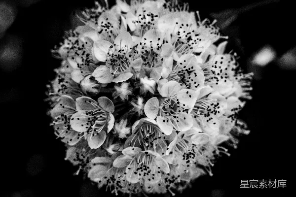 高清摄影 一张黑白特写的球状花簇。