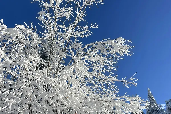 背景是蓝天的一棵树覆盖着白雪。