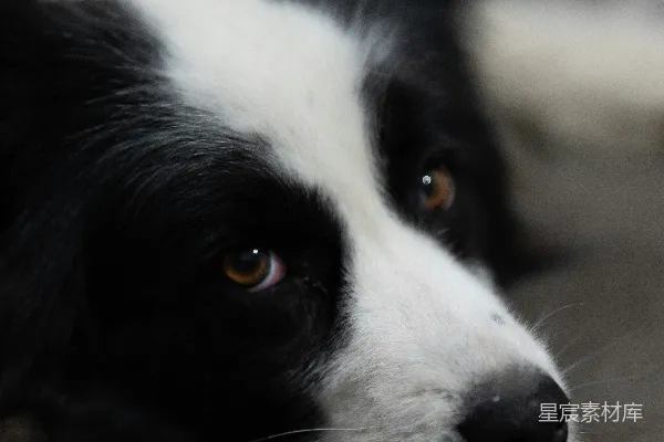 高清摄影 一只黑白相间的边境牧羊犬躺在地上。