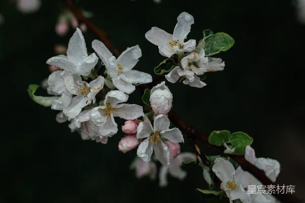 白花