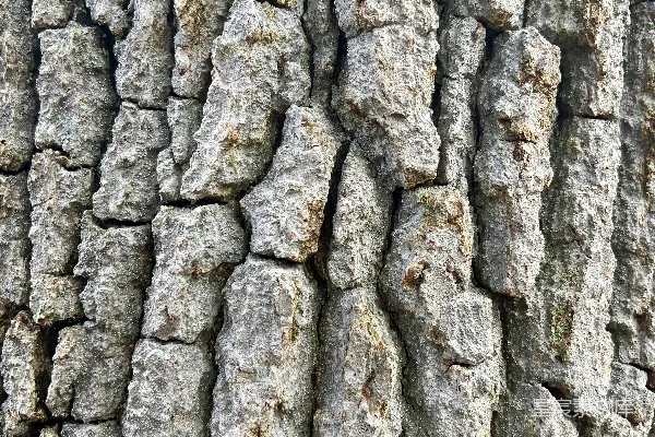 树皮的特写镜头