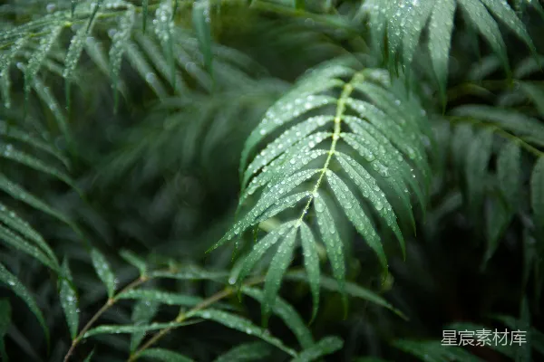 一株绿色植物的特写镜头，上面挂着几滴水珠。