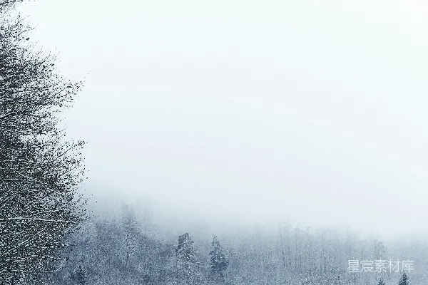 背景为树木的雪覆盖森林