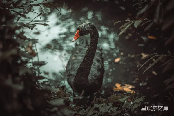 水中的鸭子