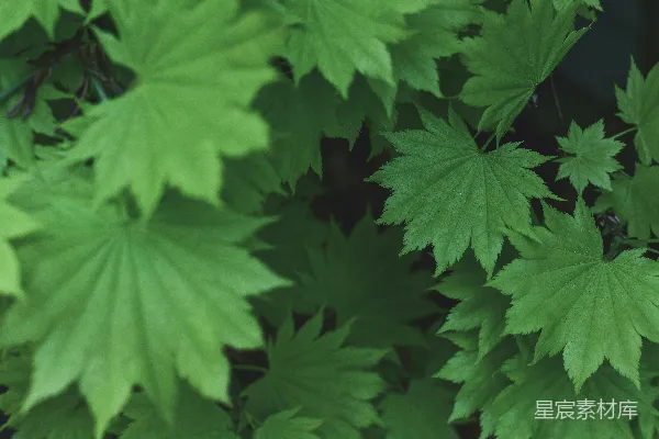 近景中鲜艳的绿枫叶
