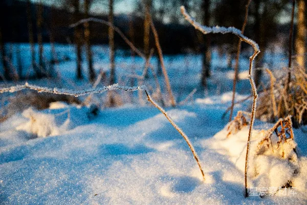 白天地面和树木覆盖着白雪