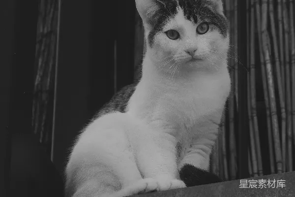 高清摄影 一只黑白相间的猫坐在窗台上。