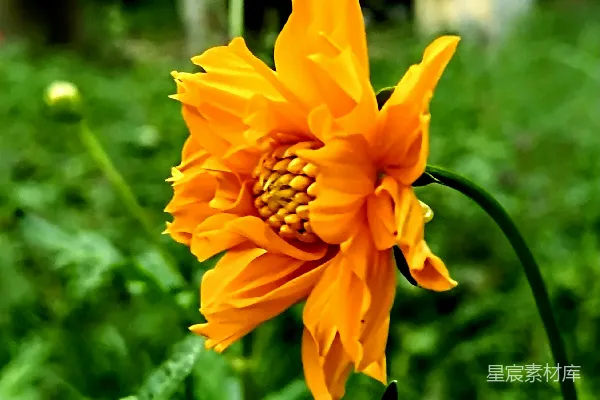 有叶的花