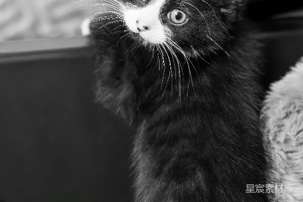 高清摄影 一只可爱的黑白小猫正看着镜头。