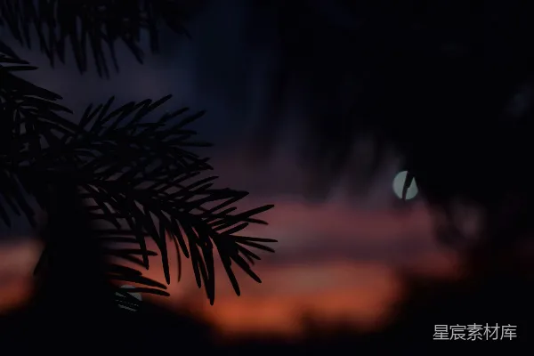 背景中有个月亮的树枝 branches有月亮衬托着的一根树杈