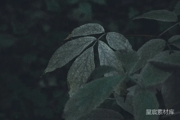 近景绿叶摄影