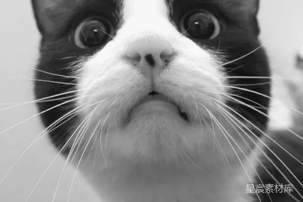 高清摄影 一张黑白的特写照片，展示了一只表情惊讶的猫。