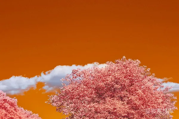 树旁的特写镜头，背景是雷巴湖。