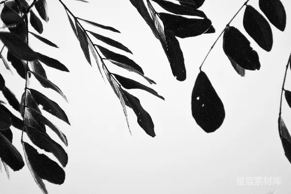 高清摄影 黑白叶子插图