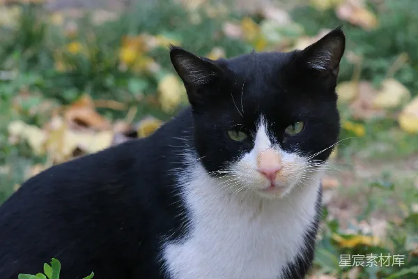 高清摄影 一只黑白相间的猫坐在草地上。