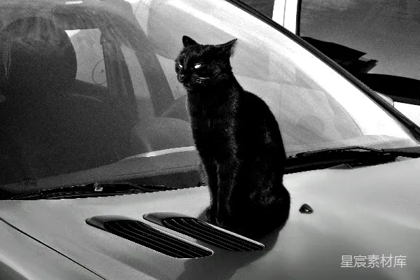 高清摄影 一只黑猫坐在汽车引擎盖上。