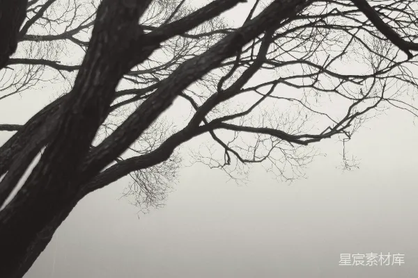 高清摄影 一张黑白照片，一个人坐在树下的长凳上。