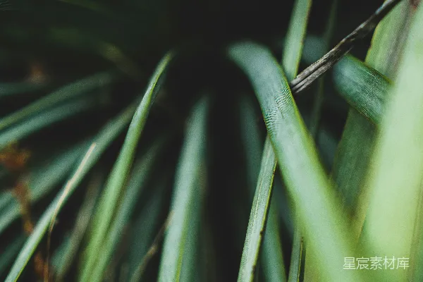 绿叶上的水珠
