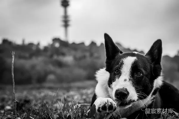 高清摄影 黑白照片中的牧羊犬在草地上