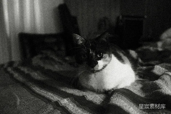 高清摄影 一只黑白相间的猫躺在条纹毯子上。