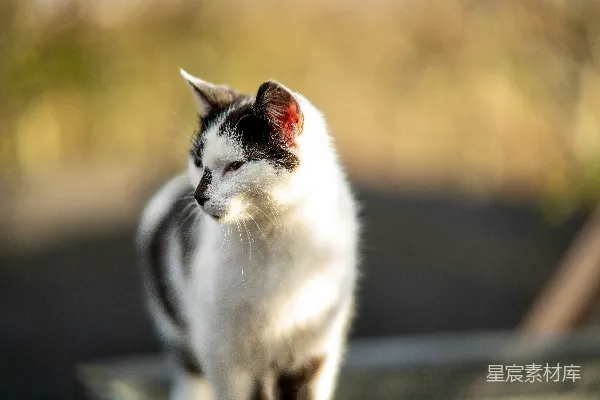 高清摄影 一只黑白相间的猫站在桌子上。
