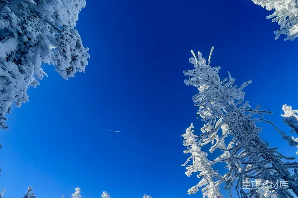 覆盖着白雪的森林在蓝天之下