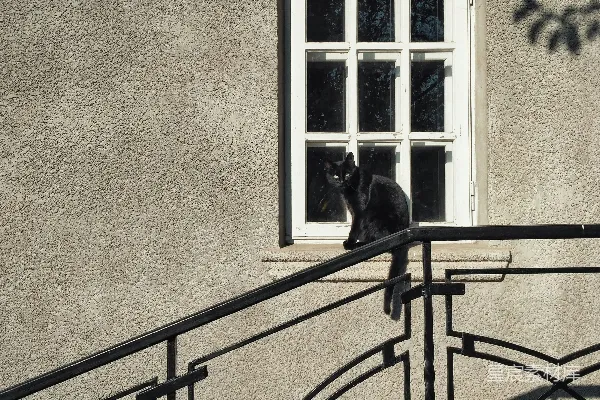 黑猫趴在黑色金属围栏上
