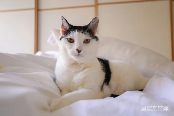 高清摄影 白黑相间的猫在白色纺织品上
