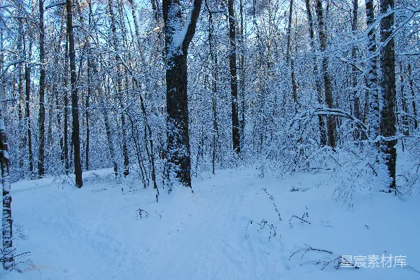 雪林中一条蜿蜒穿过密布树木的小径