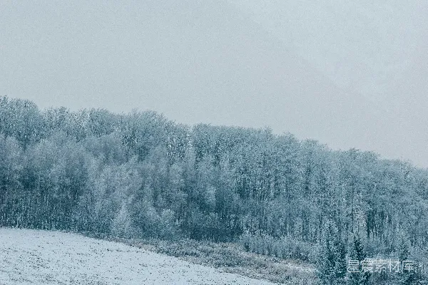 背景中有树木的一片雪地