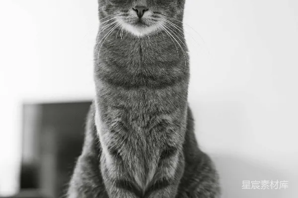高清摄影 一只猫坐在桌子上