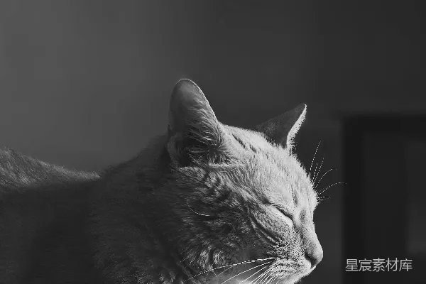 高清摄影 黑白照猫
