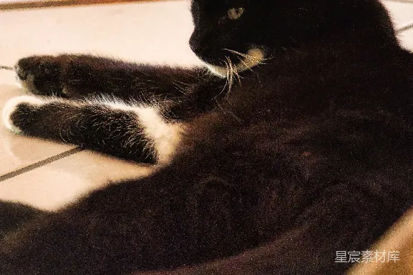 高清摄影 一只黑猫躺在一张床上