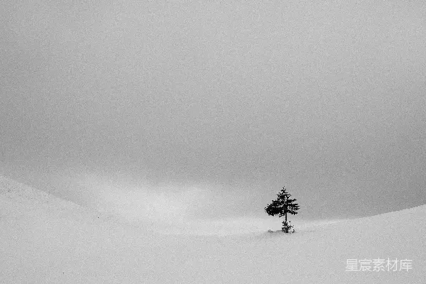 高清摄影 一片雪地中的一棵孤树