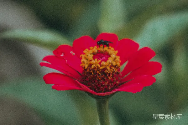 花园里一朵红色花朵，中心为黄色。