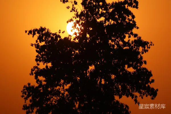 夕阳落在一棵树后