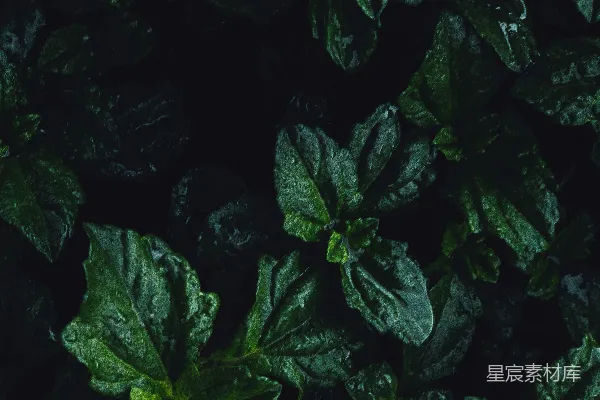 一些植物的特写镜头