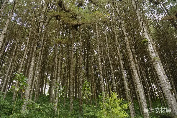 白天在绿色草地上棕色的树木