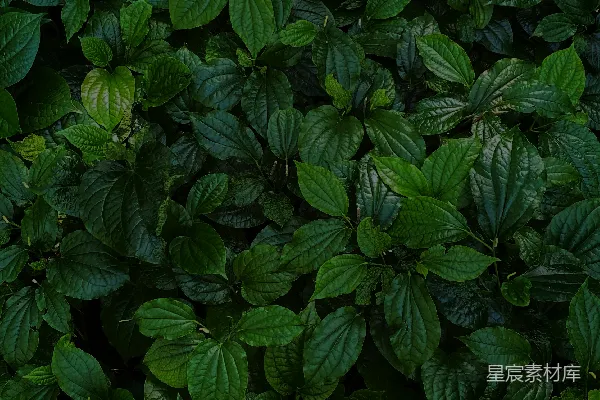 一组绿叶的特写镜头
