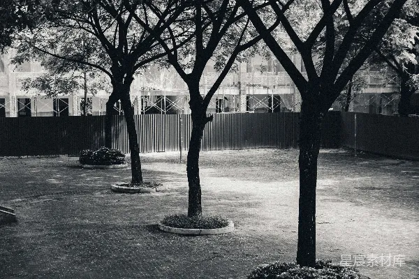 高清摄影 公园里的一群树