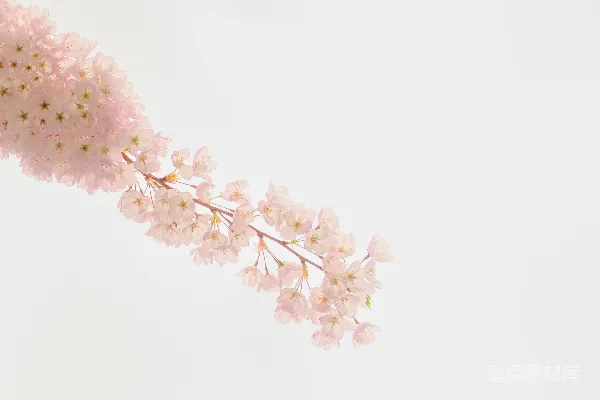 娇嫩的粉色花朵绽放在枝头。