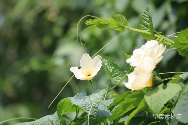 一些花朵的特写镜头